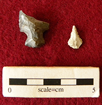 Macktown fossils