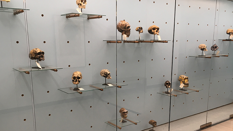 student viewing excavated animal bones
