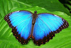 butterfly photograph by Sonya Baysinger