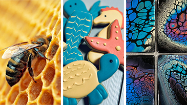 A montage of images including a bee on a honey comb, decorated cookies and fused glasslistening to the heartbeat of a small dog, and the tips of colored pencils