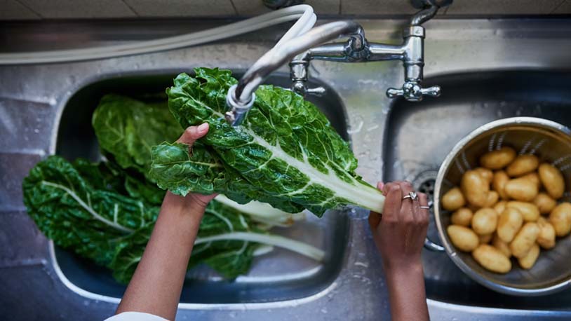 a chef washing swiss chard in a stainless steel sink