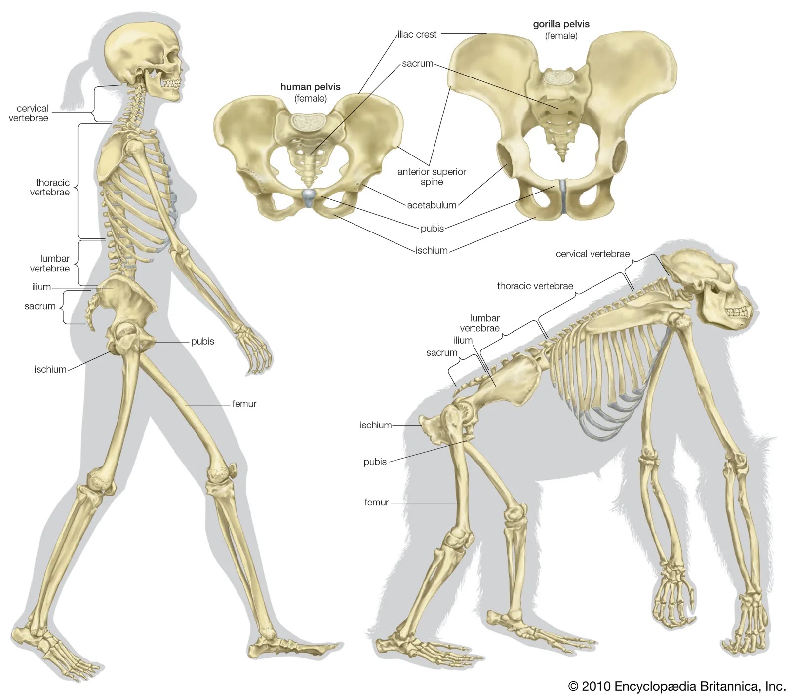 human and gorilla skeletons