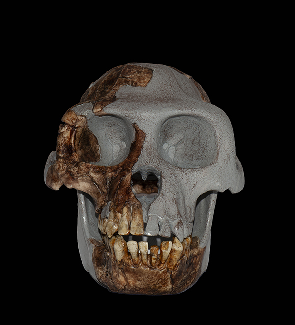  Ardipithecus Ramidus Skull, Lateral View, 4.4 Million Years Ago