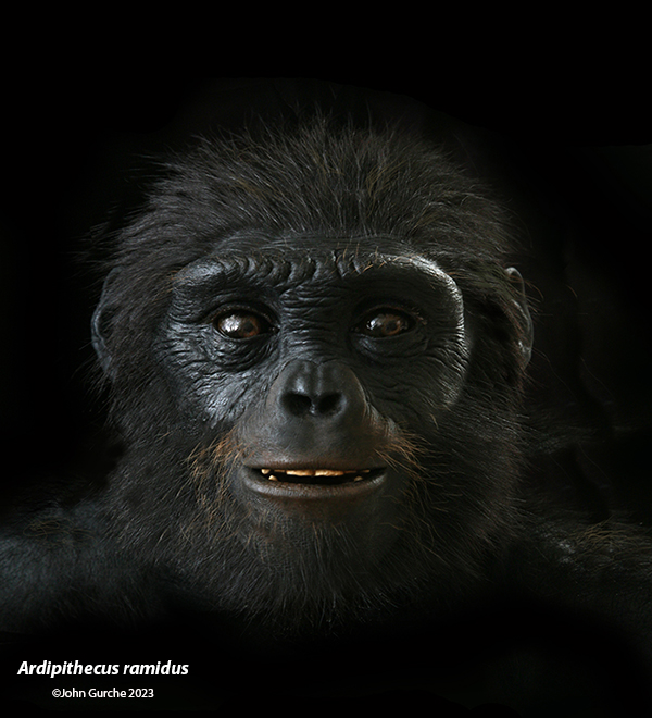  Ardipithecus Ramidus Gurche reconstruction, 4.4 Million Years Ago
