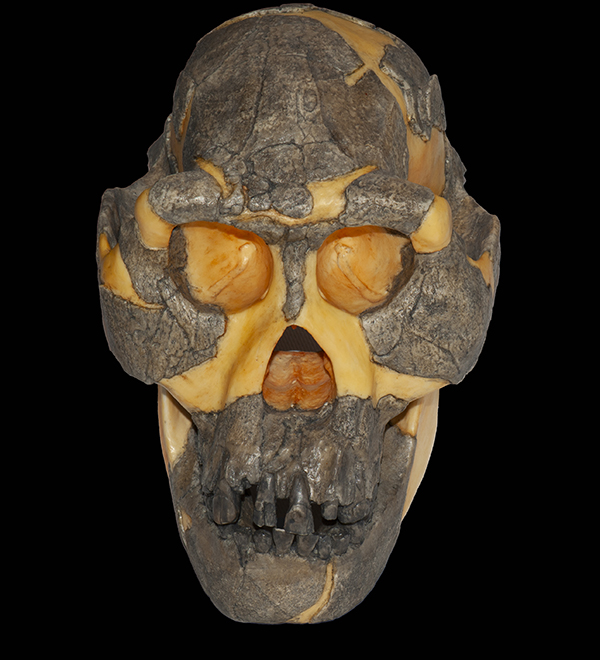 Australopithecus Afarensis Skull, 3 Million Years Ago