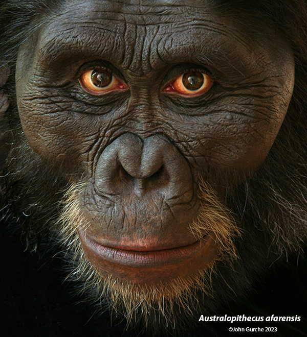 Australopithecus Afarensis Gurche reconstruction, 3 Million Years Ago