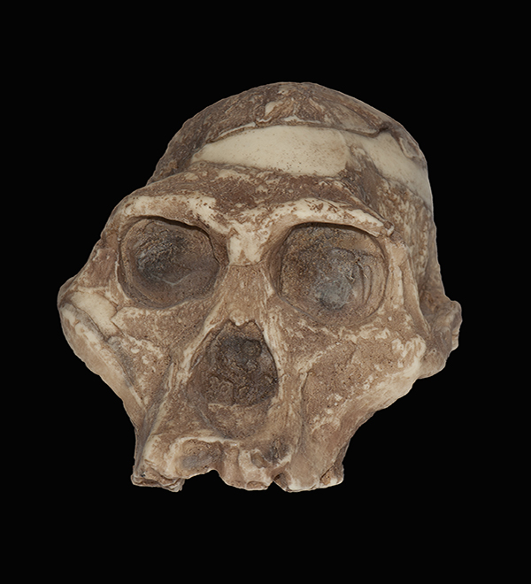 Australopithecus africanus Skull, 2.5 Million Years Ago