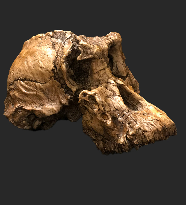 Australopithecus Anamensis skull,  3.8 Million Years Ago