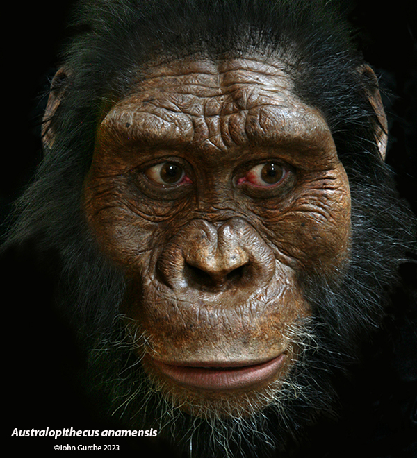 Australopithecus Anamensis Gurche reconstruction, 3.8 Million Years Ago