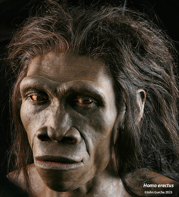 Homo erectus Gurche reconstruction, 1.75 Million Years Ago