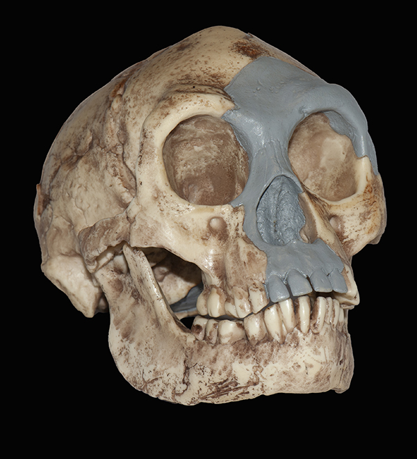 Homo Floresiensis Skull, 18,000 Years Ago 