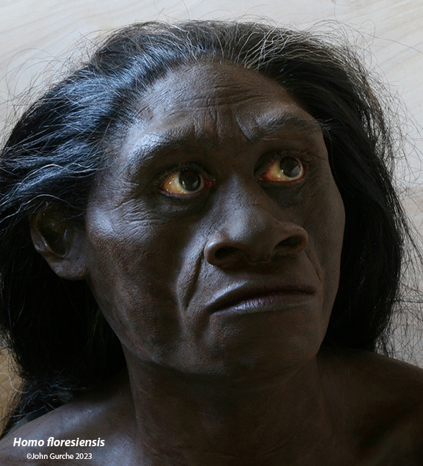 Homo Floresiensis Gurche reconstruction, 18,000 Years Ago 