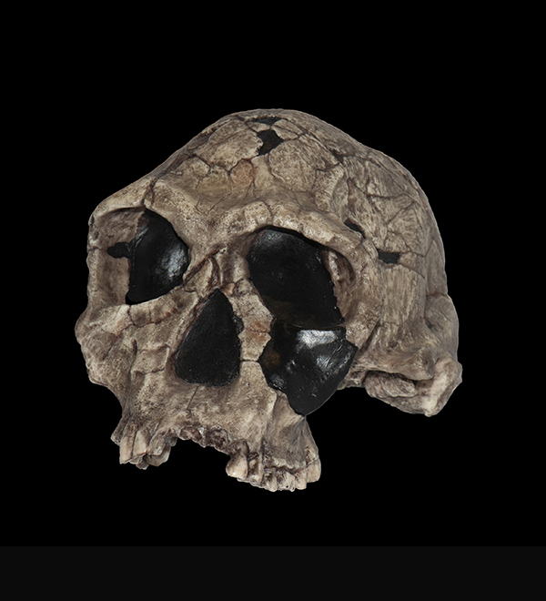 Homo habilis Skull, 1.9 Million Years Ago