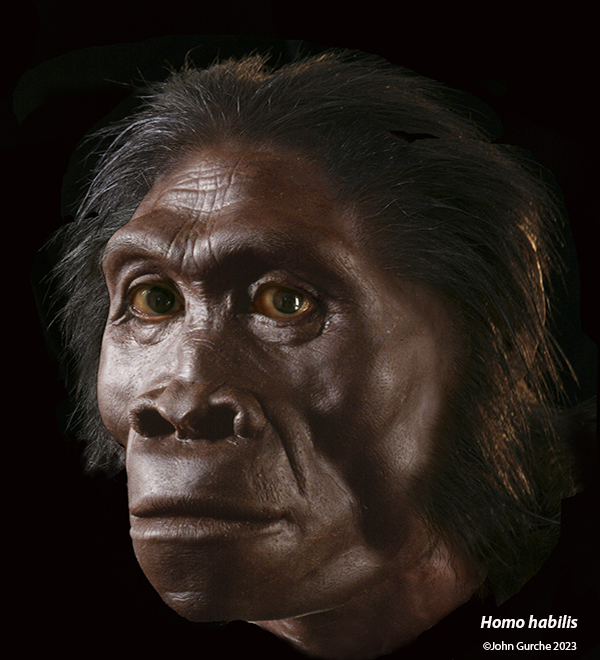 Homo habilis Gurche reconstruction, 1.9 Million Years Ago