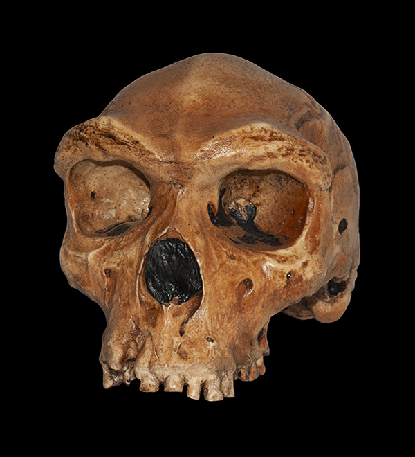 Homo heidelbergensis Skull, 324,000 - 274,000 Years Ago