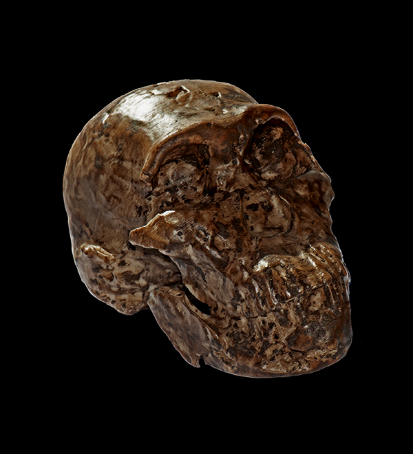 Homo naledi Skull, 335,000 Years Ago - 3D printed from MorphoSource file