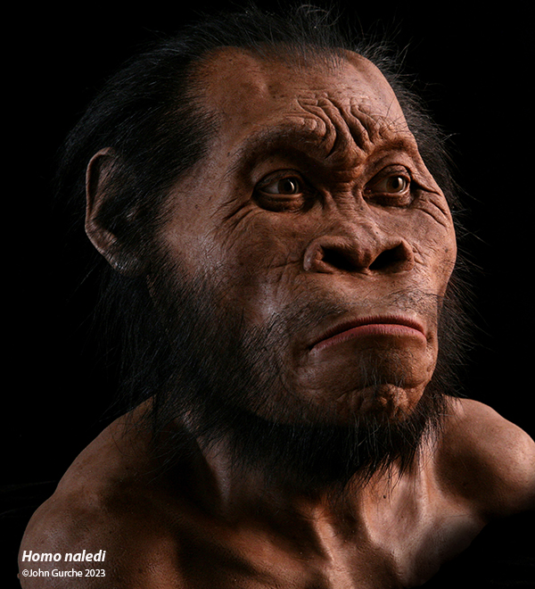 Homo naledi Gurche reconstruction, 335,000 Years Ago 