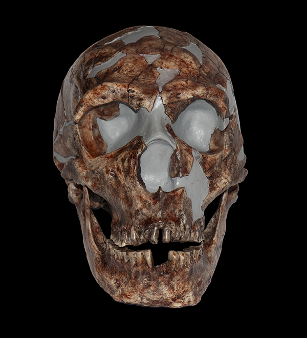 Homo neanderthalensis Skull, 73,000 - 40,000 Years Ago