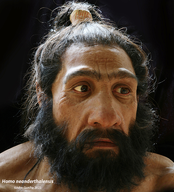 Homo neanderthalensis Gurche reconstruction, 73,000 - 40,000 Years Ago