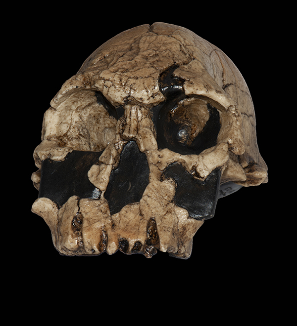 Homo rudolfensis Skull, 1.9 - 18 Million Years Ago