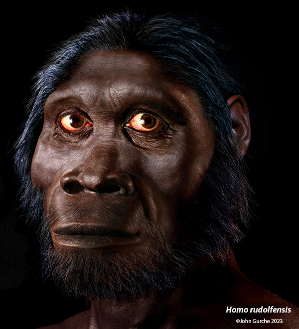 Homo rudolfensis Gurche reconstruction, 1.9 - 18 Million Years Ago