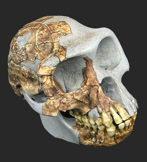  Ardipithecus Ramidus Skull, Lateral View,  4.4 Million Years Ago