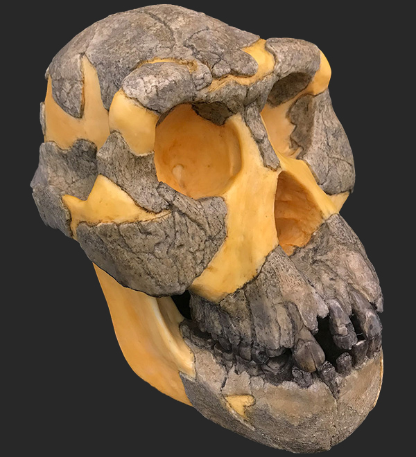 Australopithecus Afarensis Skull, 3 Million Years Ago