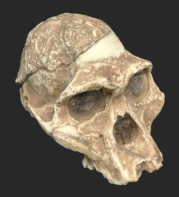 Australopithecus africanus Skull, 2.5 Million Years Ago
