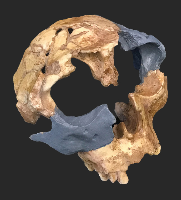 Homo antecessor 936,000 Million Years Ago