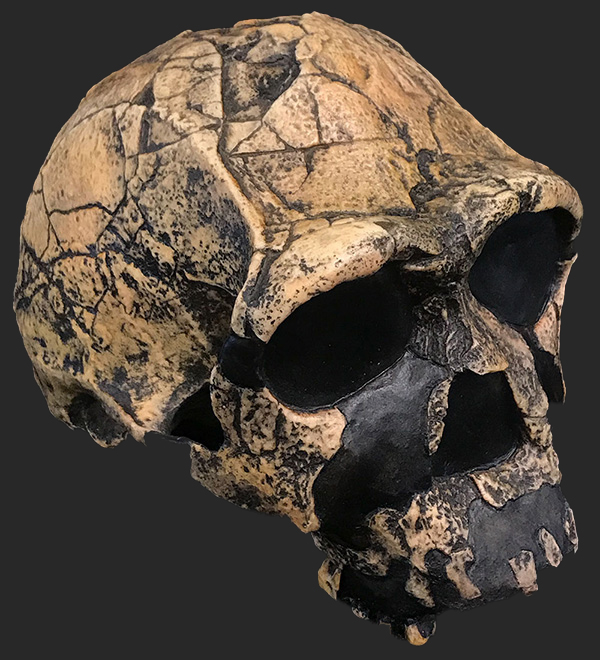 Homo erectus Skull, 1.75 Million Years Ago