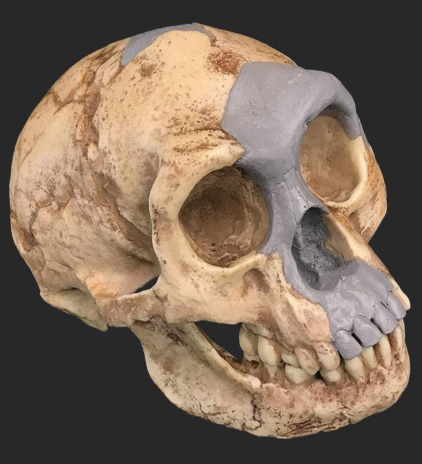 Homo Floresiensis Skull, 18,000 Years Ago 