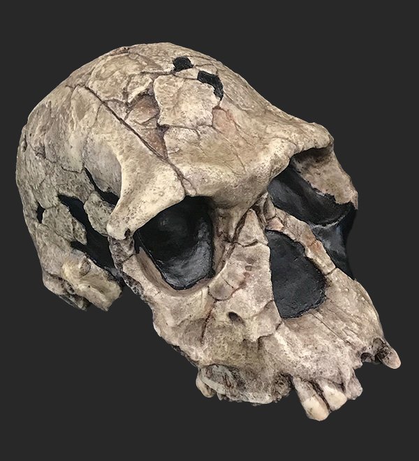 Homo habilis Skull, 1.9 Million Years Ago
