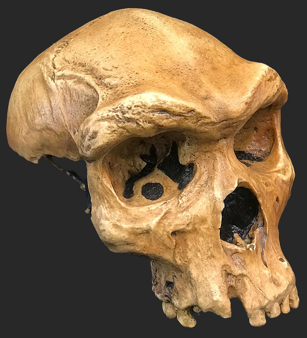 Homo heidelbergensis Skull, 324,000 - 274,000 Years Ago