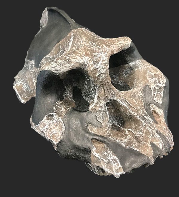 Paranthropus aethiopicus Skull, 2.5 Million Years Ago