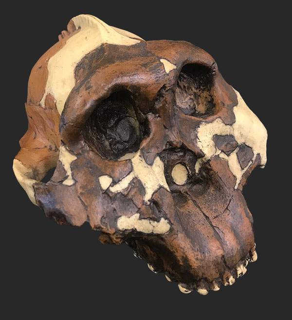 Paranthropus boisei Skull, 1.8 Million Years Ago