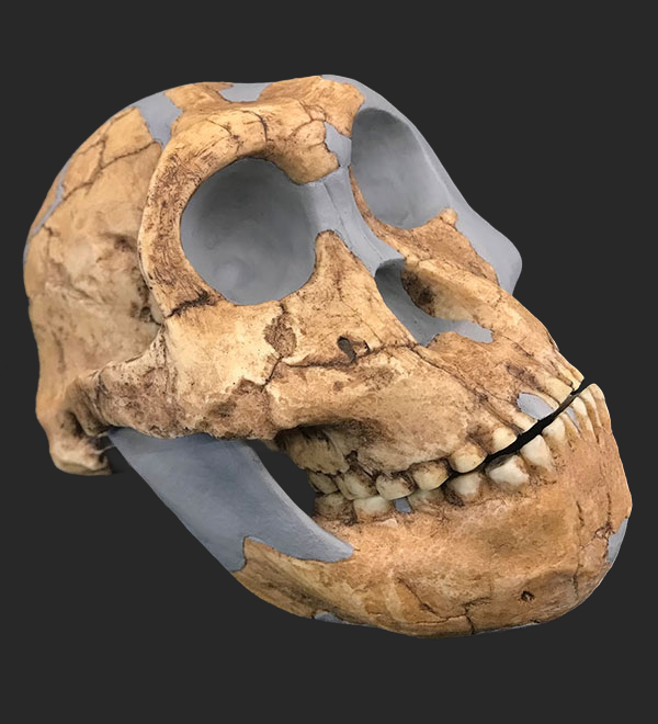 Paranthropus robustus, 2 - 1.5 Million Years Ago