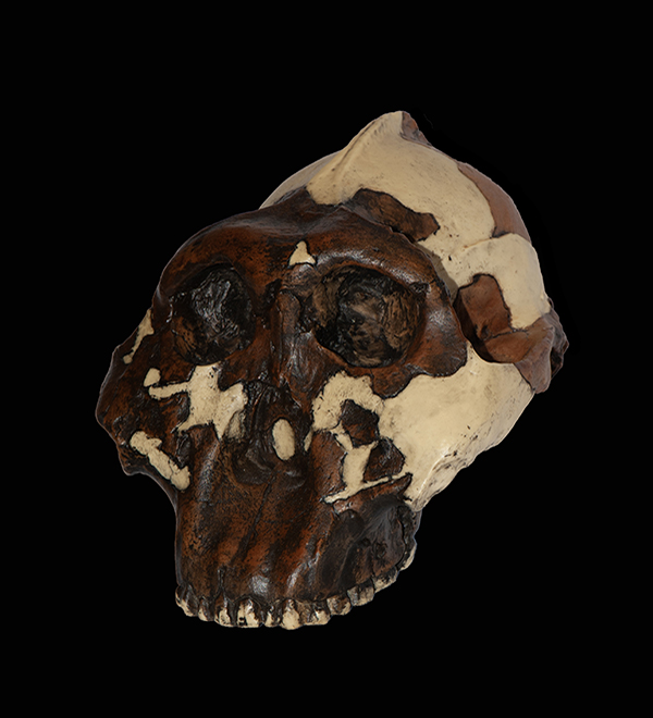 Paranthropus boisei Skull, 1.8 Million Years Ago