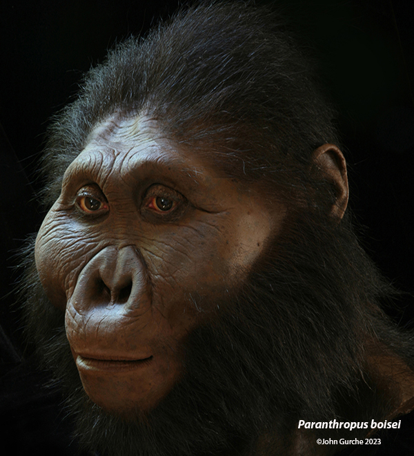 Paranthropus boisei Skull, 1.8 Million Years Ago