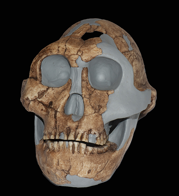 Paranthropus robustus, 2 - 1.5 Million Years Ago
