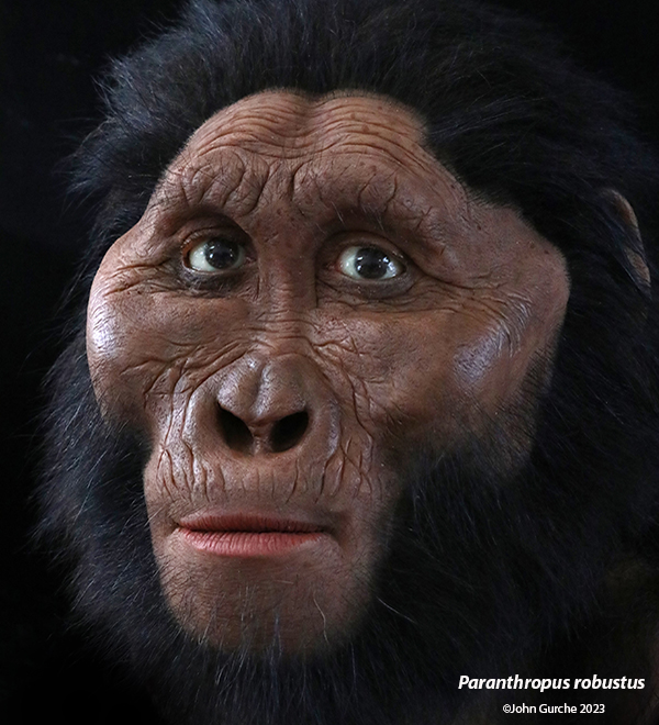 Paranthropus robustus Gurche reconstruction, 2 - 1.5 Million Years Ago