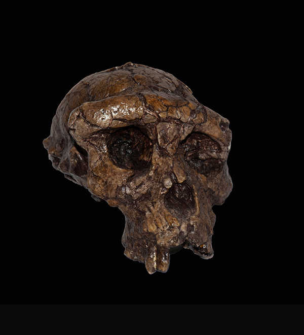 Sahelanthropus tchadensis, 6.7 Million Years Ago