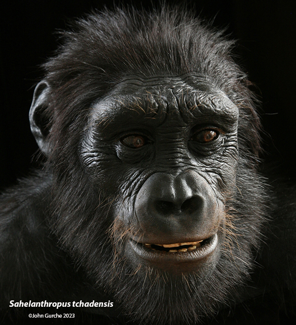 Sahelanthropus tchadensis Gurche reconstruction, 6.7 Million Years Ago