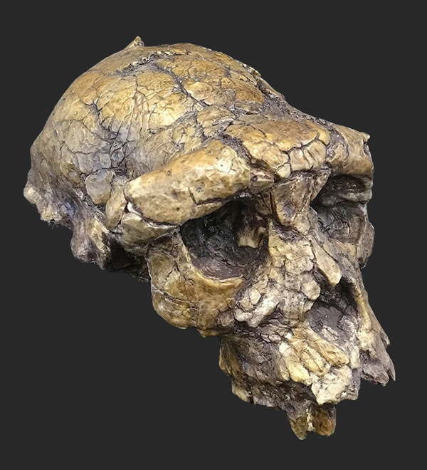 Sahelanthropus tchadensis, 6.7 Million Years Ago