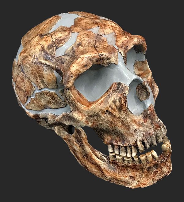 Homo neanderthalensis Skull, 73,000 - 40,000 Years Ago