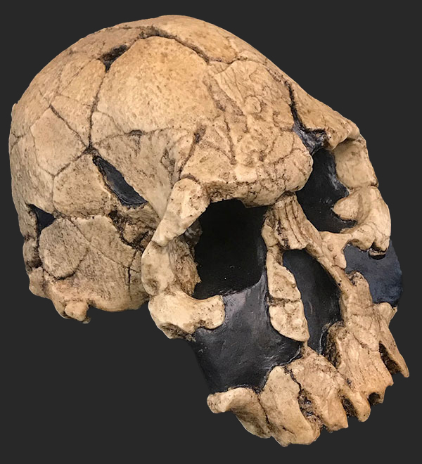 Homo rudolfensis Skull, 1.9 - 18 Million Years Ago