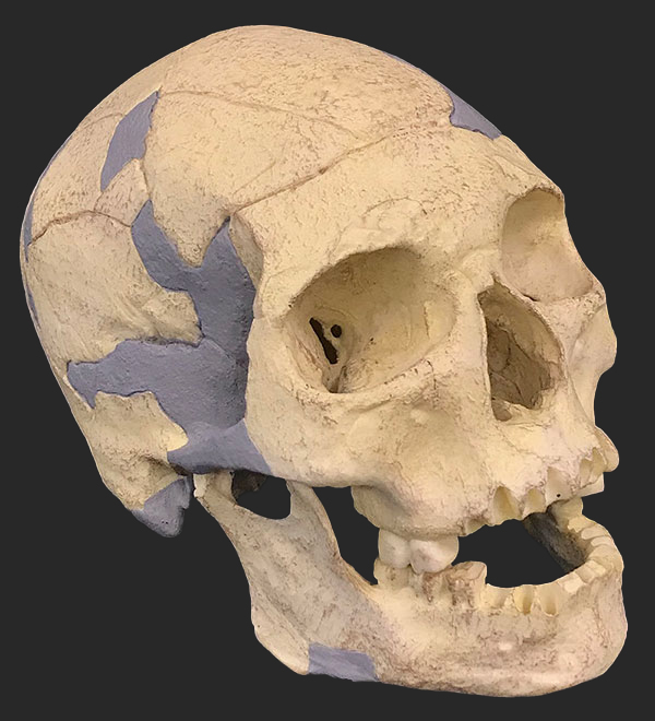 Homo sapien Skull,  35,000 years ago