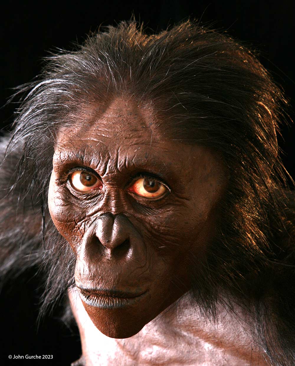 Australopithecus afarensis Lucy Gurche reconstruction