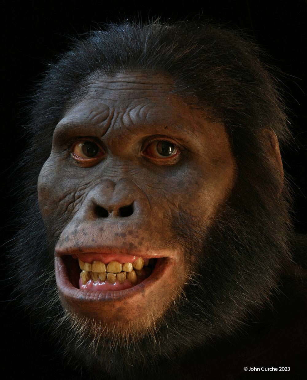 Australopithecus africanus Gurche reconstruction