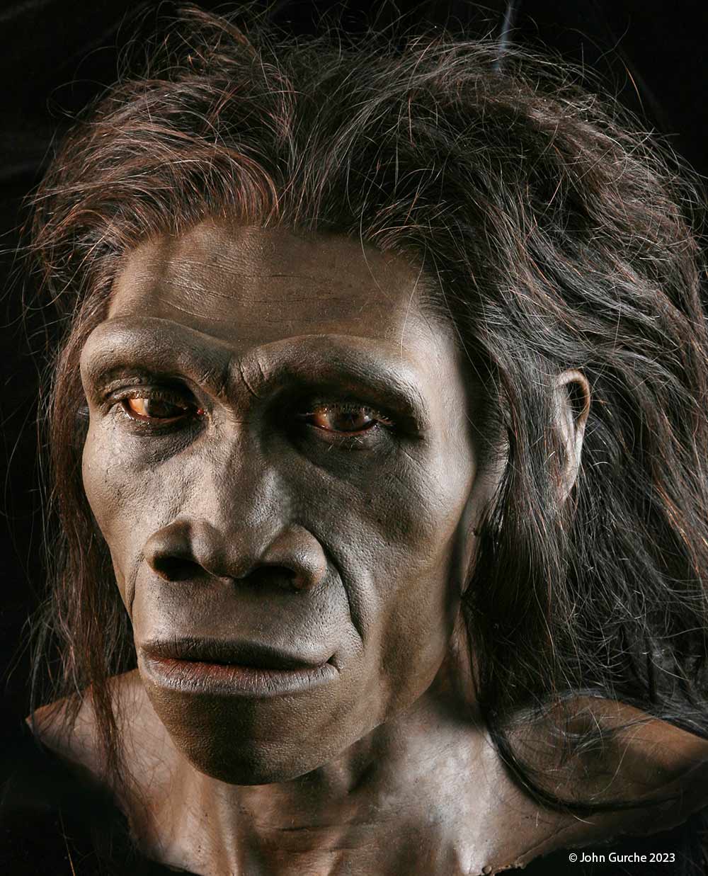 Homo erectus Gurche reconstruction