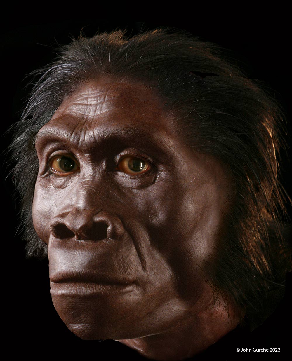 Homo habilis Gurche reconstruction